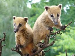 Na této stránce jsou výsledky na dotaz nosål červený v aktuálním křížovkářském slovníku. Nosal Cerveny Zoo Hluboka