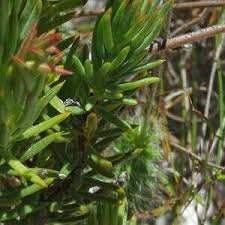 Image result for Gnidia