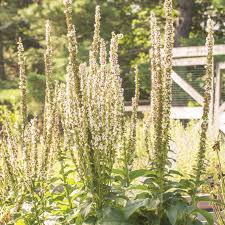 Image result for Viscum shirense