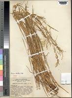 Image result for Panicum repentellum