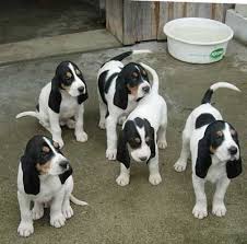 Schweizer laufhund overview bc by the greeks and the phoenicians and the mediterranean islands, the hounds were brought to the nile valley of the continent also are said to be ancestors of this dog. Schweizer Laufhund Puppy Cute Dogs Baby Animals Animals