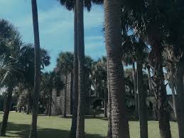 Image result for Atalaya alata