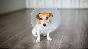 The Advice You Need To Prevent Dog Zoomies After Spay