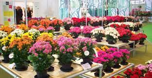 Jenis tanaman hias bunga indoor dan outdoor. 5 Tanaman Hias Bunga Pengertian 30 Ragam Jenis Bunga