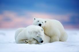 Polar Bears Two Sleeping Snow Sky Winter Animals Bear Wallpaper 2048x1366 588609 Cute Polar Bear Polar Bear Wallpaper Polar Bear
