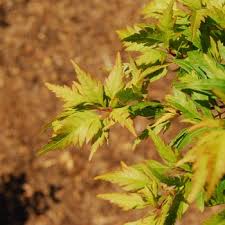 My understanding was that it is not considered legitimate to mix japanese and english in the cultivar name, which, if true, makes 'orange hagoromo' invalid. Acer Palmatum Beni Hagoromo Japanese Maple From Garden Center Marketing