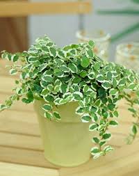 Plants That Grow Without Sunlight Indoor Garden Blessmyweeds Com Indoor Vines Growing Plants Indoors Growing Plants