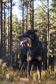 beauceron aussehen haltung pflege und zucht markt de schone hunde franzosische hunderassen susse hundefotos