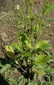 Image result for Crambe hispanica