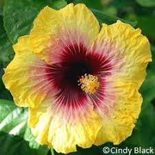Bright Hope Photo Credit Cindy Black Hibiscus Hibiscus Plant Hibiscus Hibiscus Flowers