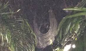 Explore tweets of ᴘᴇɴʏᴇɢᴀʀ ʜᴀʀɪan @sarang_lebahku on twitter. Sarang Laba Laba Adalah Rumah Terlemah Mengapa Republika Online