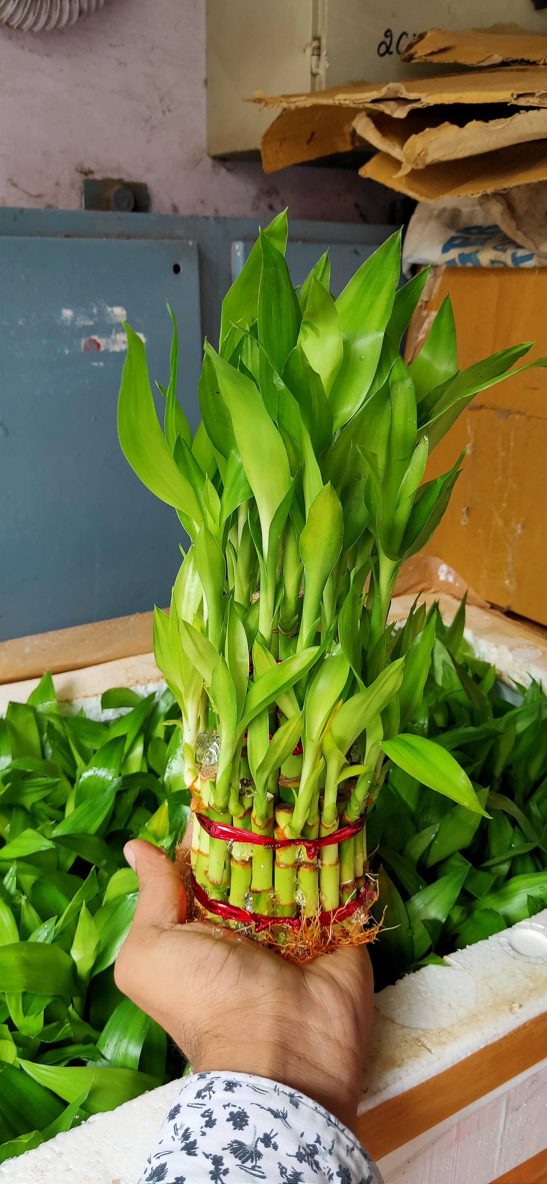 3 layer bamboo plant product image