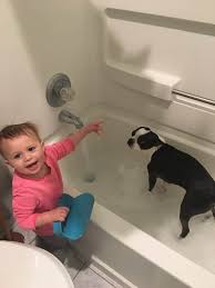 How often does my newborn need a bath? How Often Should You Give Your Boston Terrier A Bath Boston Terrier Society