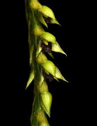 Image result for Bulbophyllum encephalodes