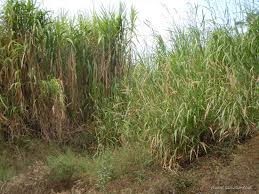 Image result for Cenchrus purpureus