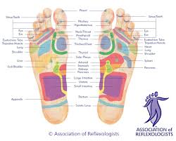 Reflexology For Ibs And Digestive Problems Magenta Therapy