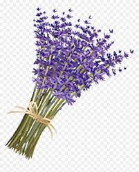 We did not find results for: Lavender Flower Png Transparent Png Vhv