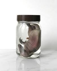 Wet Specimens An Updated Post With A Little History Lesson Mickey Alice Kwapis