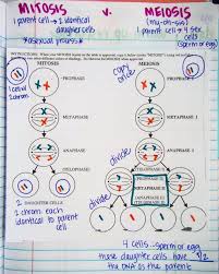 Mitosis Vs Meiosis Worksheet Answers Mitosis Vs Meiosis In Notebook In 2020 Biology Lessons Teaching Biology Biology Classroom