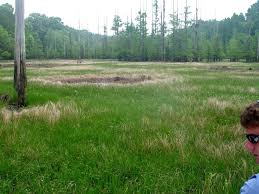 Image result for Oxycaryum