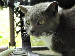 We did not find results for: How To Keep Cats Out Of Garden Mike S Backyard Nursery