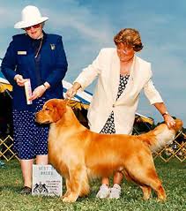 Buying a puppy is a big decision. Golden Retriever Breeders Maryland Golden Retriever Puppies Maryland Charms Golden Retrietrievers Established 1972 40 Years Of Top Quality Champion Golden Retrievers And Golden Retriever Puppies Golden Retriever