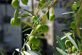 Best Time To See Olive Harvest In Jordan 2020 When To See Rove Me