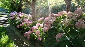 How To Grow Hydrangeas In California Pruning Care Selecting Varieties Plant Combinations Youtube
