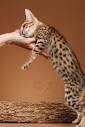 Savannah Cats - Megaspotz Savannah Cats