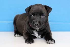 Search for dogs for adoption at shelters near gaithersburg, md. Adoption Event At The Gaithersburg Petsmart In Md Petfinder Event Calendar