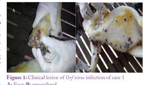 Here, we report the clinical manifestation. Pdf Severe Persistent Case Of Contagious Ecthyma Orf In Goats Semantic Scholar