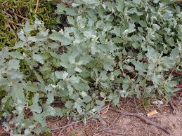 Image result for Atriplex