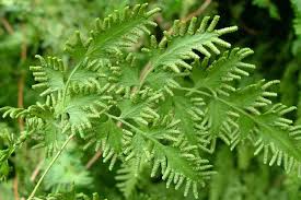 Image result for Lygodium