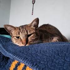 Sabah Awan (sabahawan)