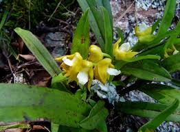 Image result for Polystachya campyloglossa