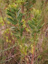 Image result for Clutia hirsuta