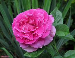 Inspired by lady rose, niece and goddaughter of the dowager countess violet, pretty lady rose is the second in a collection of garden roses named after characters of the popular downton abbey series. Rose Rosa Pretty Lady Rose In The Roses Database Garden Org