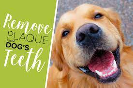 Soft foods tend to leave debris and debris, while other foods and toys are designed specifically to help clean the dog's teeth. 4 Foolproof Ways To Remove Plaque From Your Dog S Teeth Oxyfresh Pet Health Blog