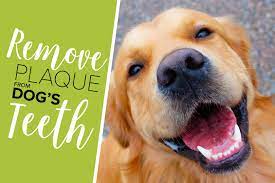 What is the best plaque remover for dogs? 4 Foolproof Ways To Remove Plaque From Your Dog S Teeth Oxyfresh Pet Health Blog