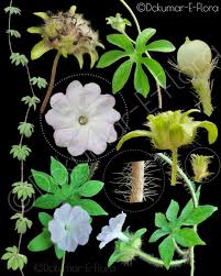 Image result for Ipomoea pes-tigridis