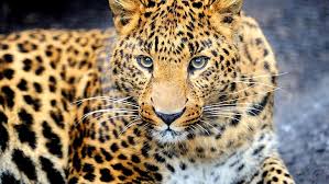 One of the apex killers in brazil did you know the word 'jaguar' comes from the indigenous word… Hd Wallpaper Leopard Animals Fur Big Cat Feline Jaguar Animal Skin Wallpaper Flare