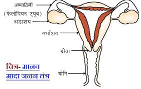 Which labeled parts are the female parts? Female Reproductive System Parts Ncert Science In Hindi