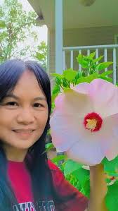 Hibiscus Plant Blooming with Large Flowers in Creative Gardening