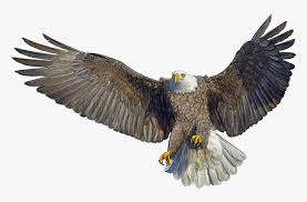 Check spelling or type a new query. Bald Eagle Drawing Landing Eagle Bird Landing Hd Png Download Kindpng