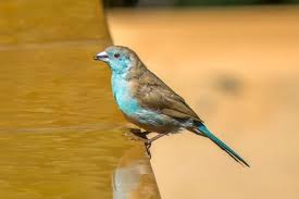 Image result for Volusia amboinensis