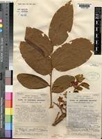 Image result for Viridivia suberosa