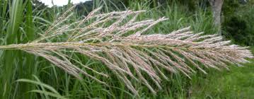 Image result for Saccharum spontaneum