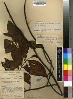 Image result for Holarrhena floribunda