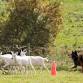 BVKC AKC Fall Licensed Herding Tests & Trials