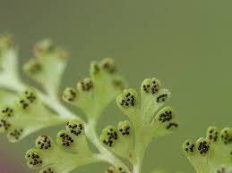 Image result for Cheilanthes angustifrondosa